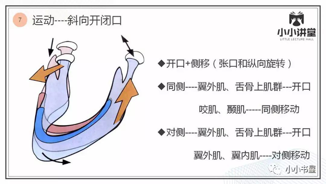 小小讲堂——颞下颌关节(二)