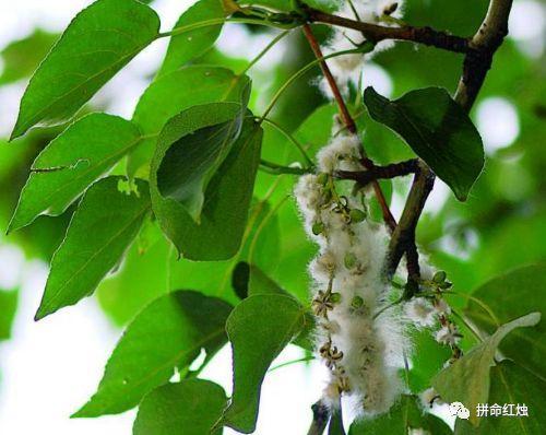 老师这个能吃吗