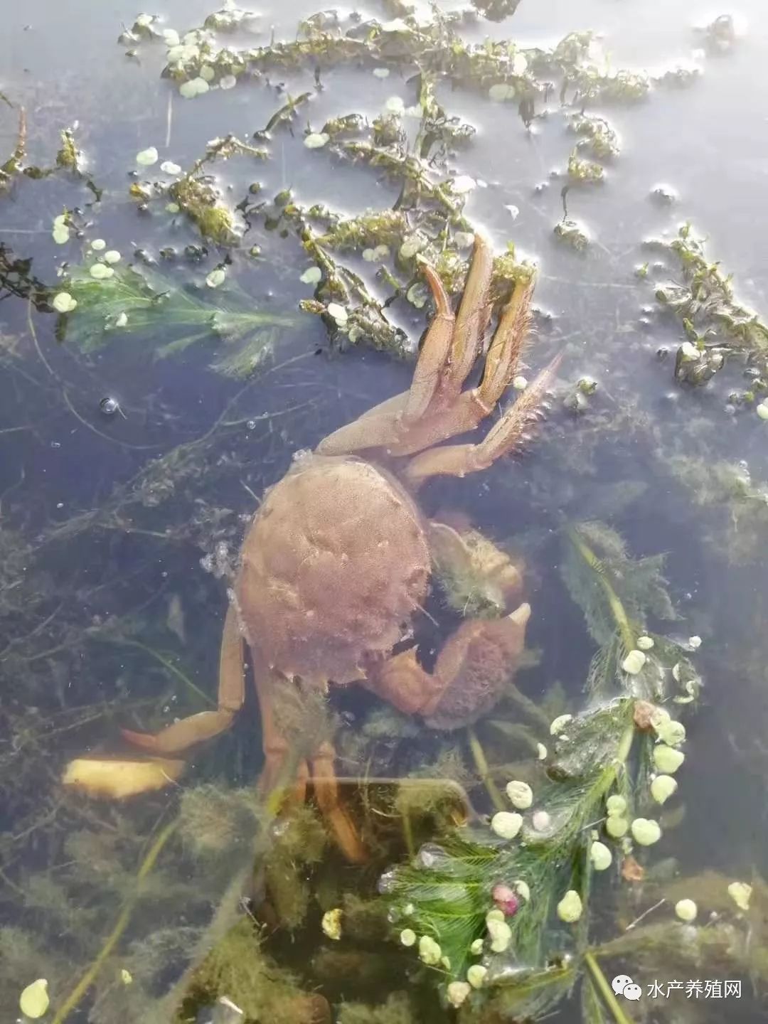 【老潘聊水产】今年螃蟹效益普遍不太好,明年你要怎么办?_养殖
