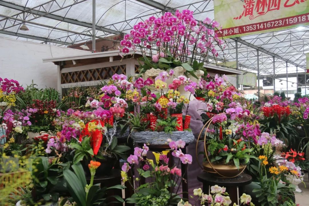 到佛山过大年就要行花街2020佛山花市时间表请收好