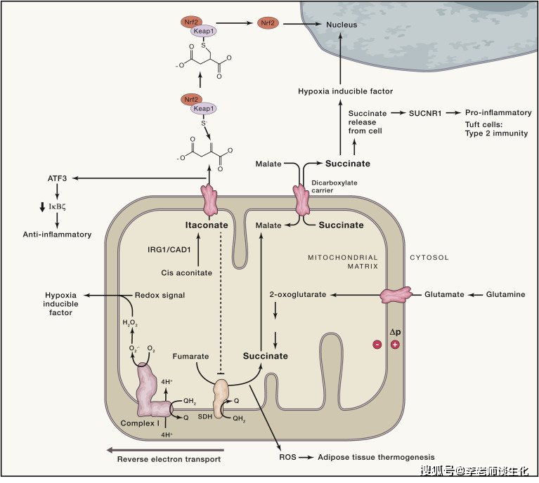 三羧酸循环全过程图片