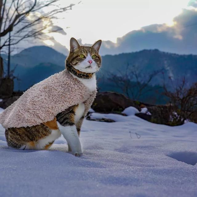 活得不如貓：此貓8年不是旅行就是在旅行的路上，打卡上千地點 寵物 第21張