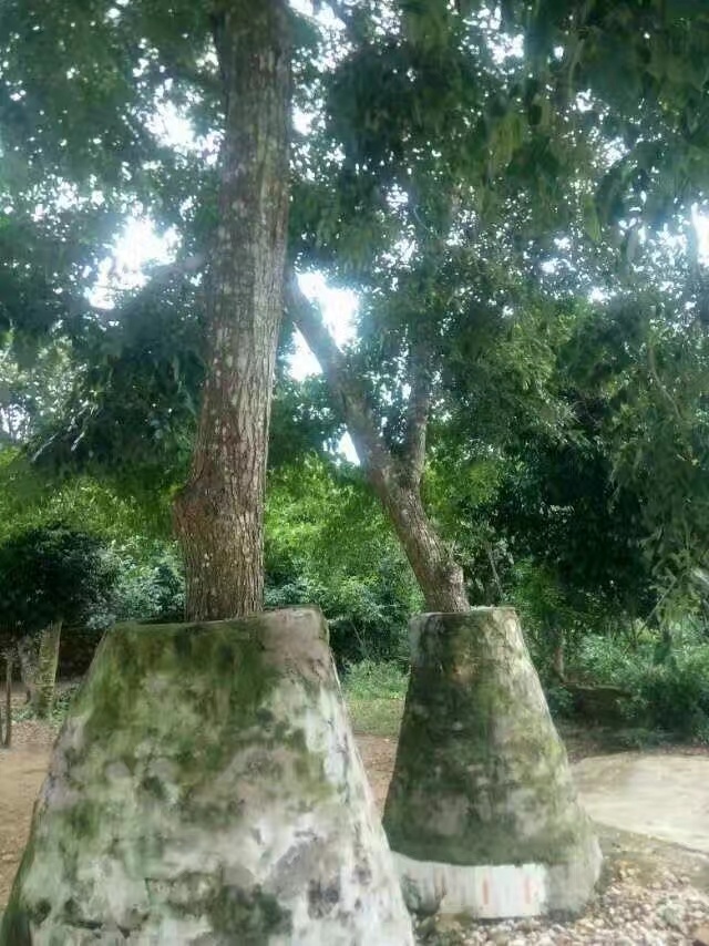 海南黄花梨海南黄花梨学名降香黄檀,原产地中国海南 资源有限,异常