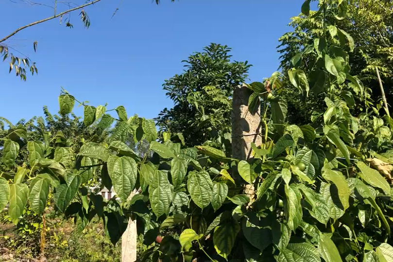 偷爬墙的美藤果印加果