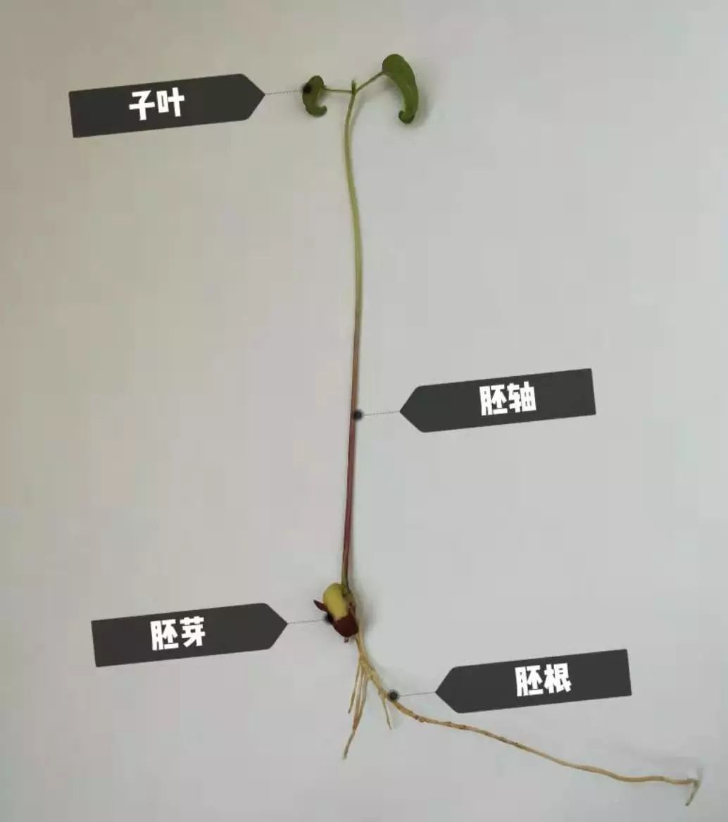 绿豆种子发芽结构图图片