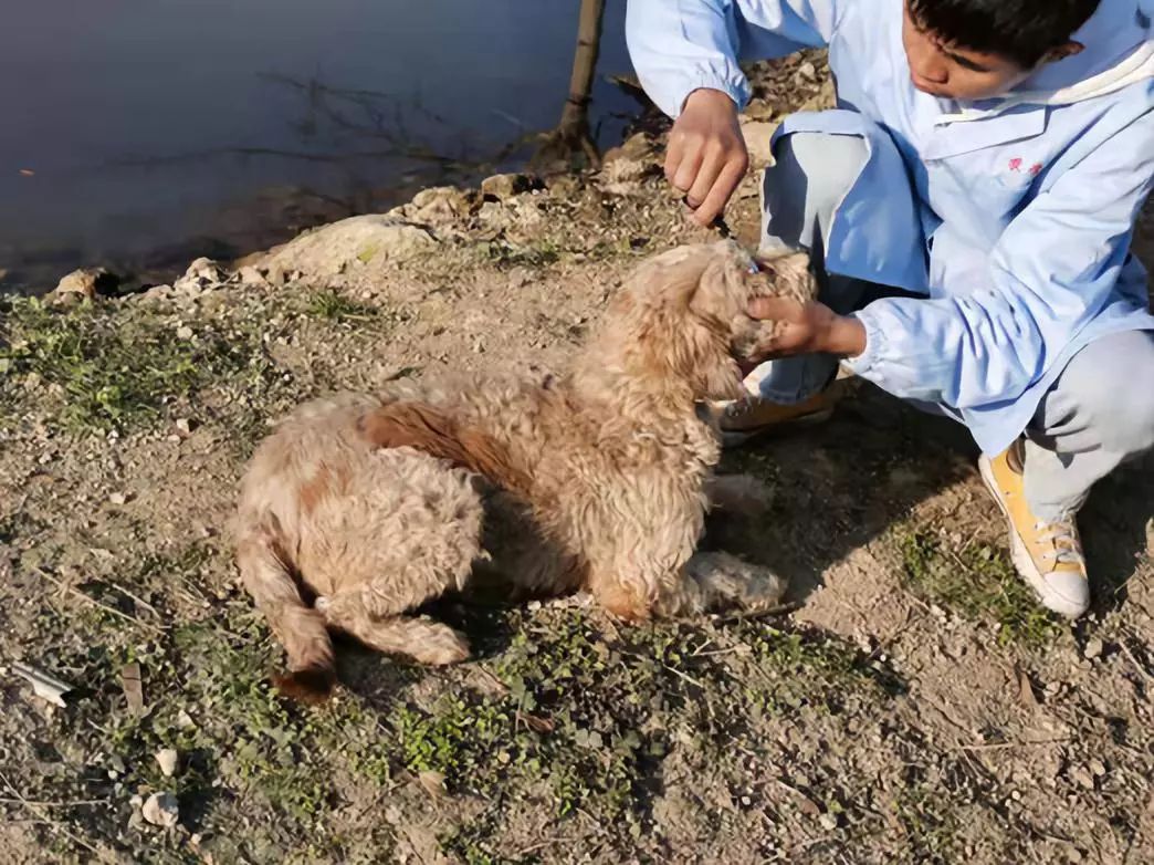 會計61活動關愛流浪動物活動順利開展