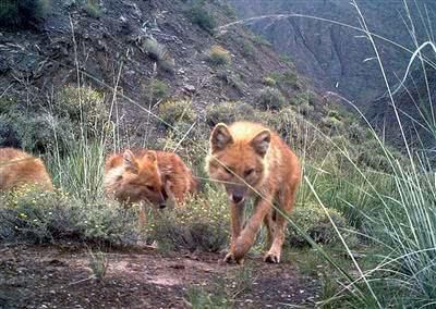 狼和狐的结合体,体型虽不如狼,知道是什么动物吗?_祁连山