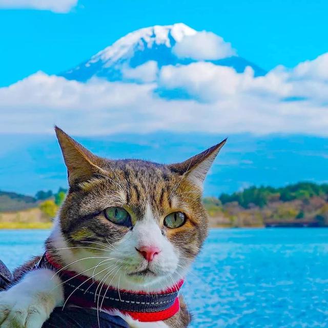 活得不如貓：此貓8年不是旅行就是在旅行的路上，打卡上千地點 寵物 第20張