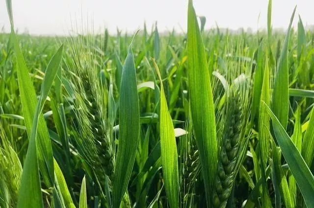 小麦不宜啃青注意冬前春后控旺事项否则大幅度减产