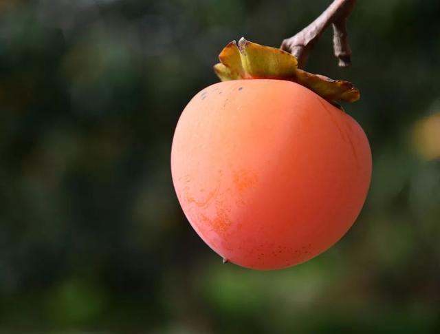 富平尖柿的营养价值也很高,含有丰富的维生素,胡萝卜素,核黄素等.