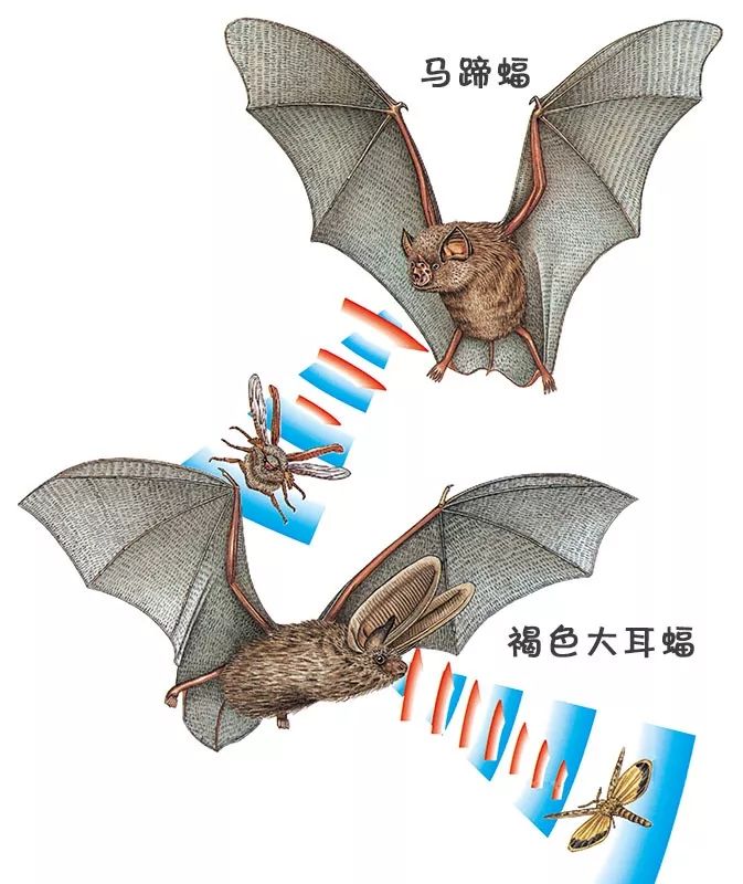 喊声,喷嚏和私语大多数蝙蝠会通过发出一连串尖锐的叫声来进行回声