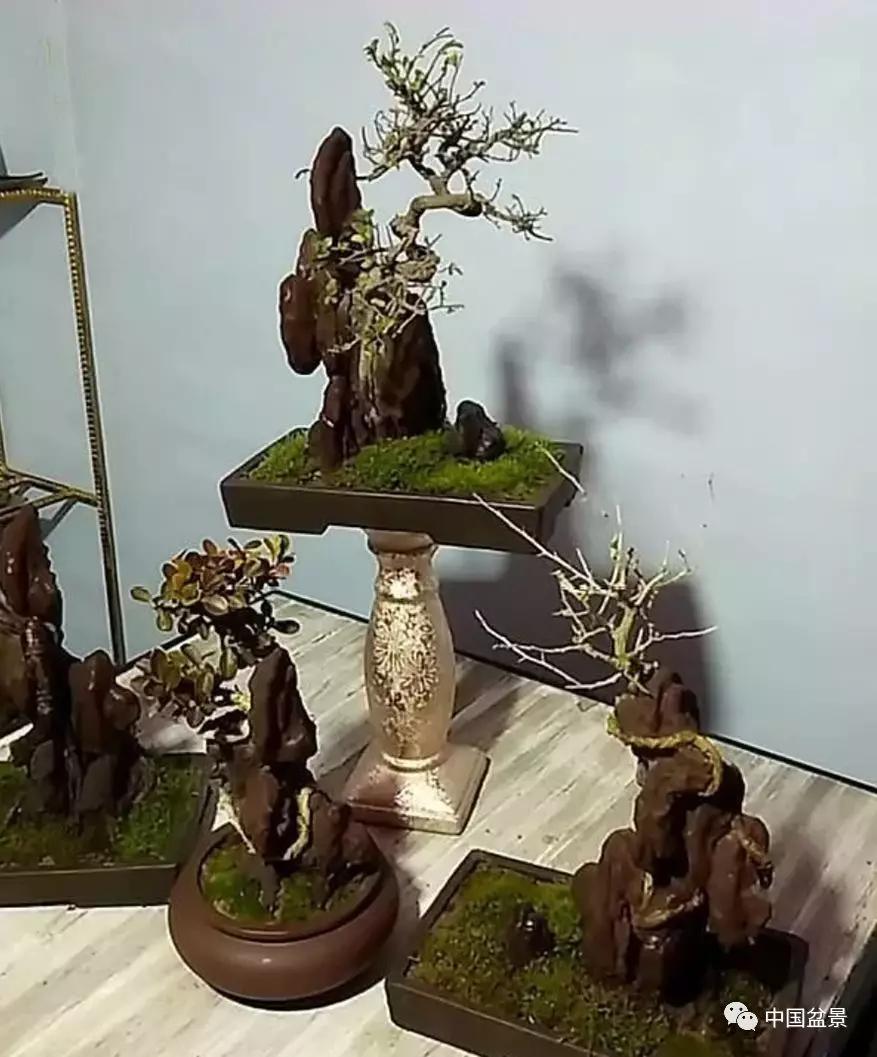 稀奇古怪的附石盆景,构思真巧妙!