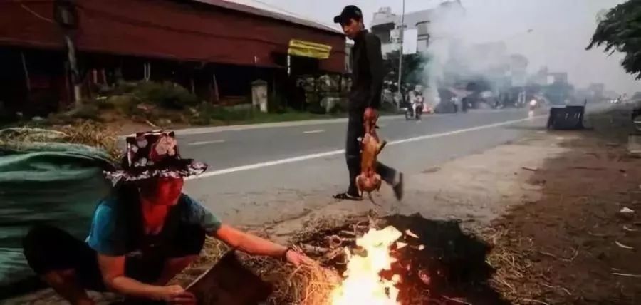 「殘忍地區每年吃掉近三十萬隻狗，揭秘全球最大的狗肉市場」 寵物 第1張