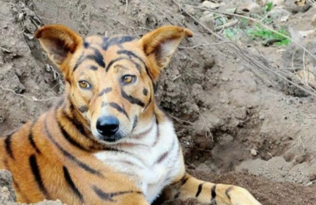 对于,假老虎成功吓阻野猴子的事件,你怎么看?欢迎留言,一起讨论!