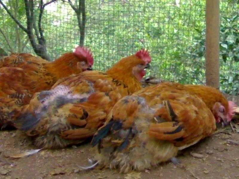 "望闻问切",学会这些绝技,鸡群健康心中有数!