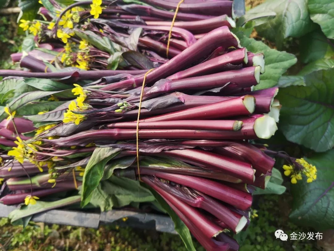 俏得很柳塘镇桃园社区红菜苔供不应求