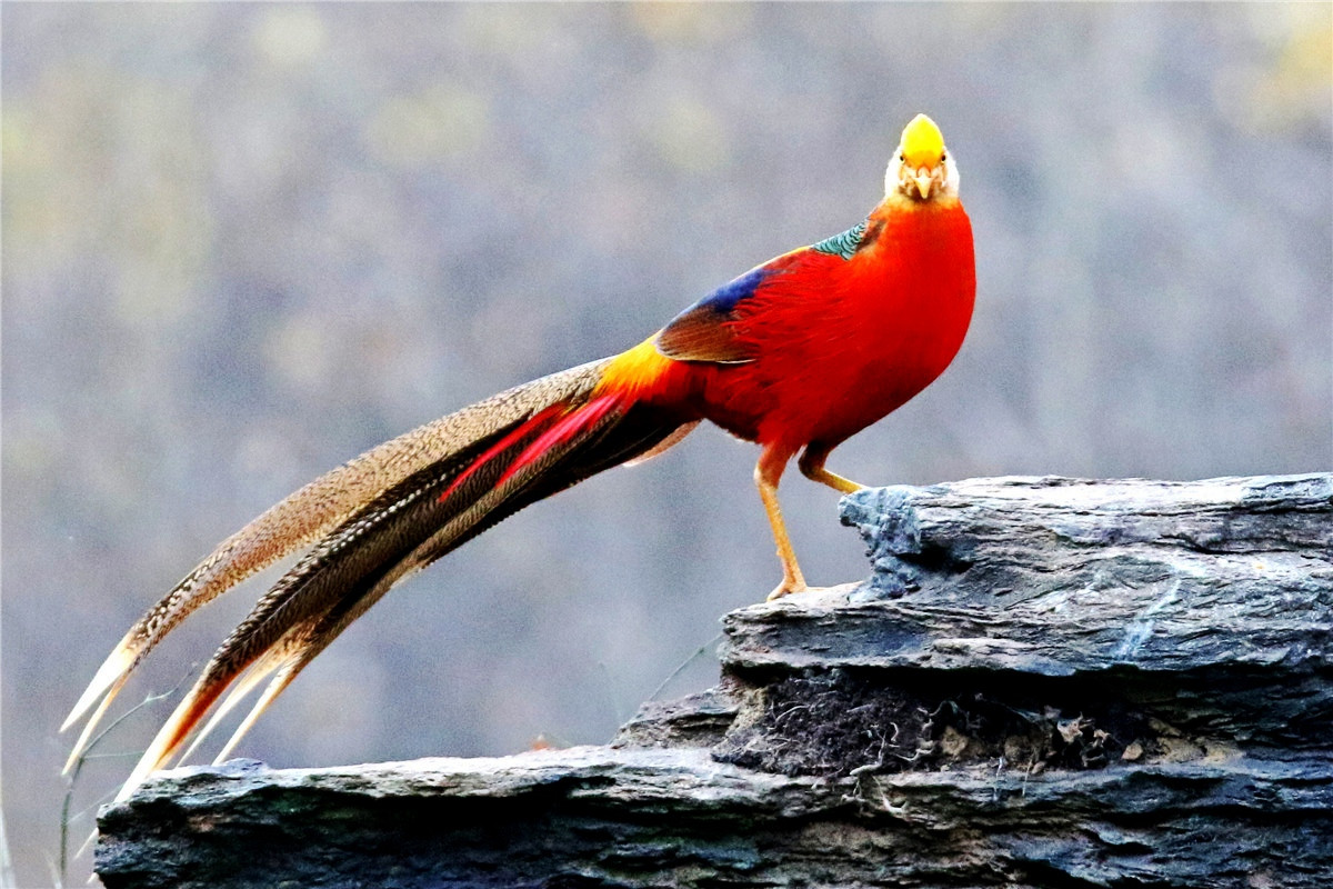 这一刻,仿佛看见了"人间凤凰"——红腹锦鸡,曾被誉为我国国鸟_羽毛