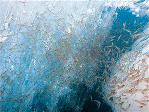 来自南极的故事(3)_磷虾