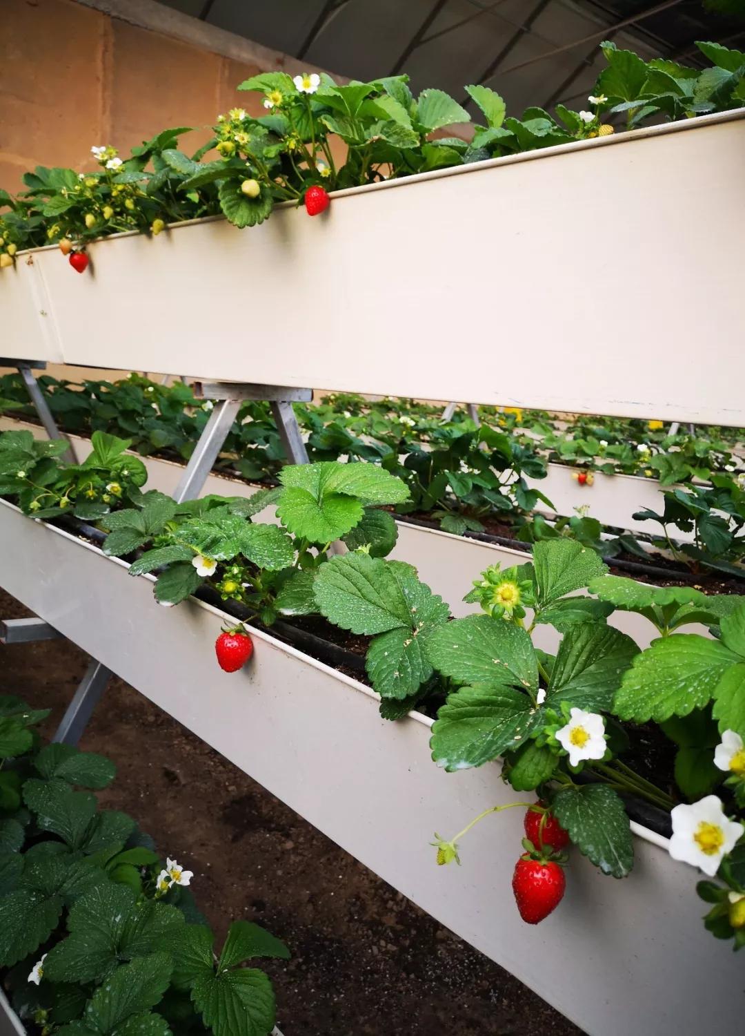 冬季草莓采摘节开趴!兰州新区邀您共享"莓"好时光