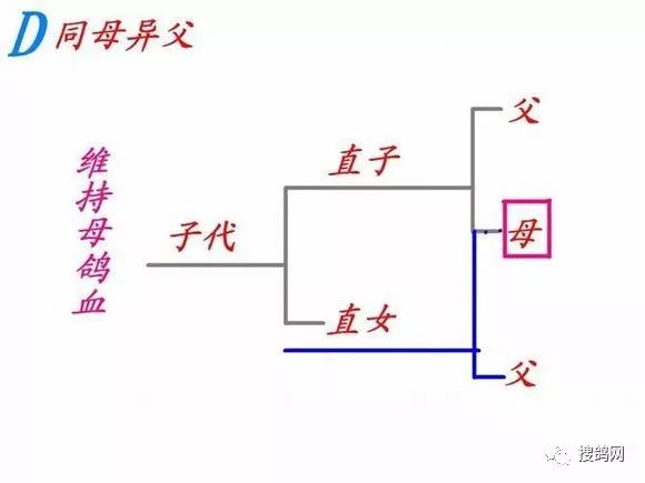 搜鸽经验 