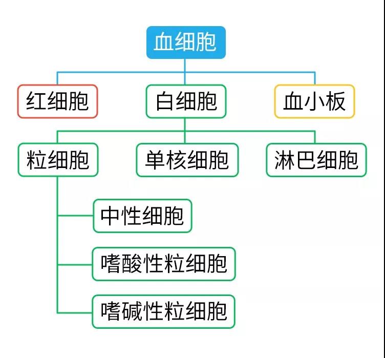 揭开血常规的秘密!_血细胞