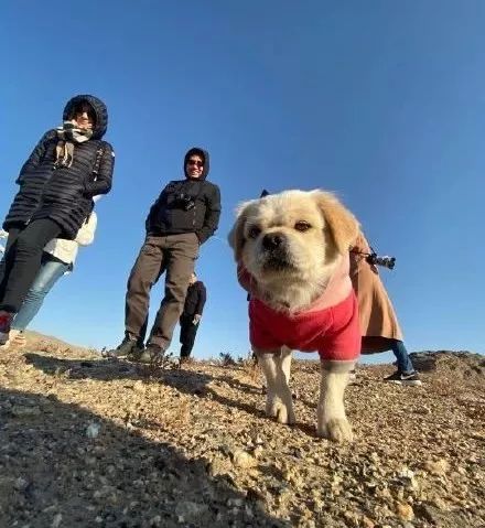 狗狗每天為莫高窟巡邏，大家親切稱為「窟霸」 寵物 第3張