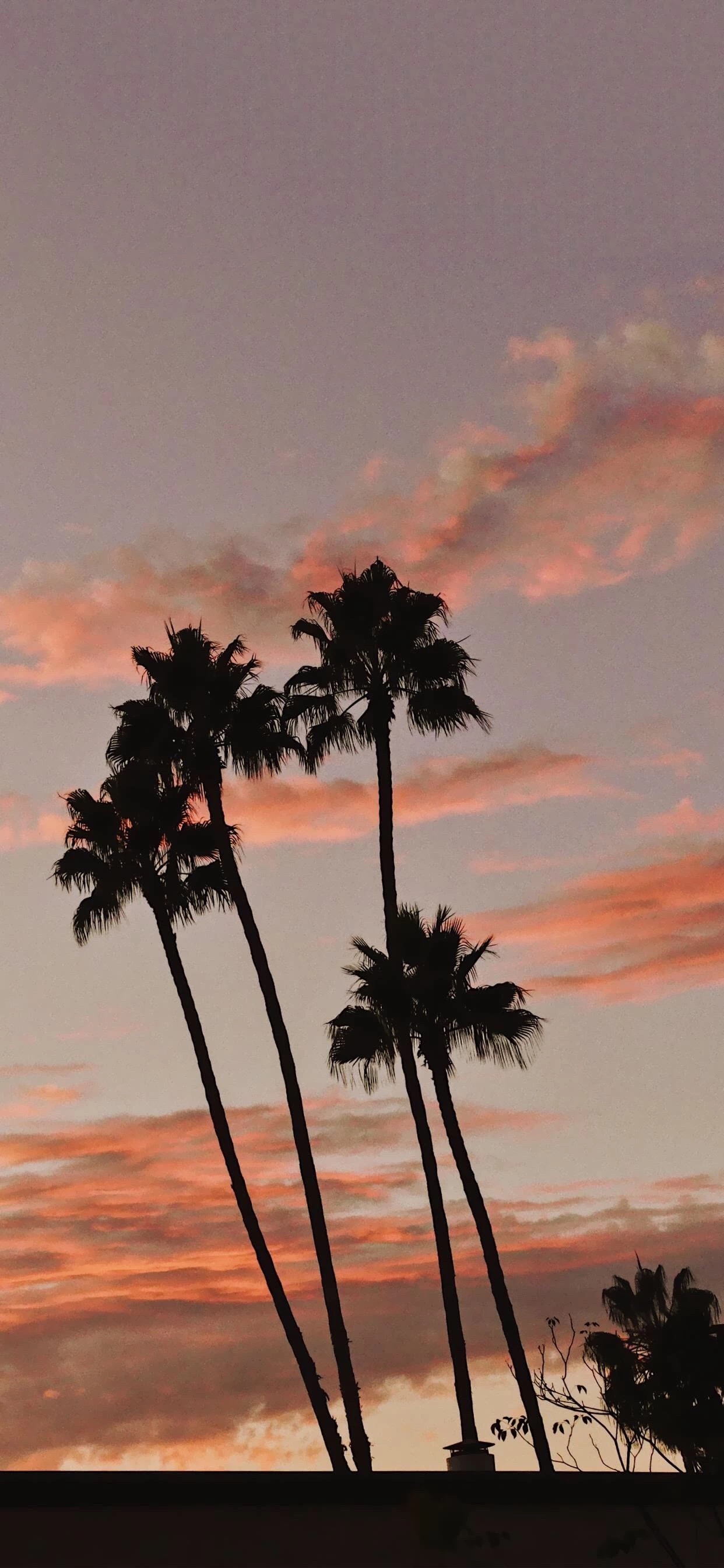 12月14号 - 抖音壁纸更新系列