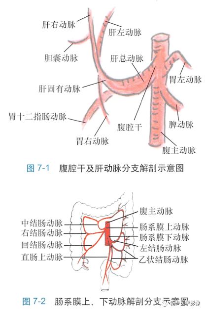 腹部主要血管正常解剖和变异