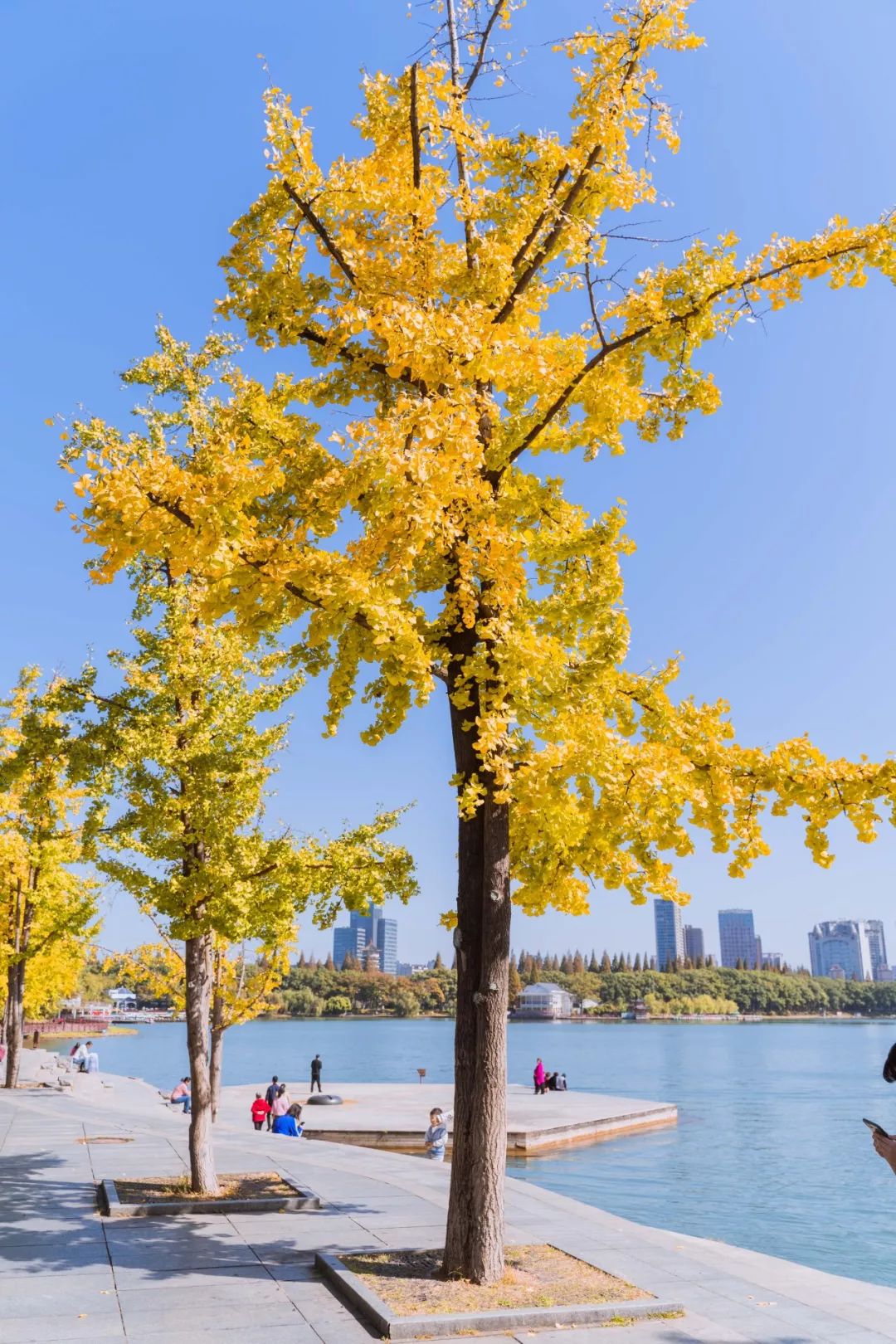 银杏飘荡,去烈士公园感受"一年好景君须记,最是橙黄橘绿时"_长沙