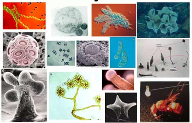 科學家科赫等人通過醫學顯微鏡先後在有病的生物體內發現了大批微生物