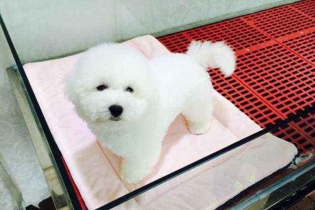 只要做好这7件事,就可以让比熊"多活几年",收好了