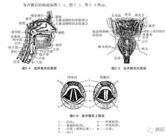 声乐头部解剖图图片