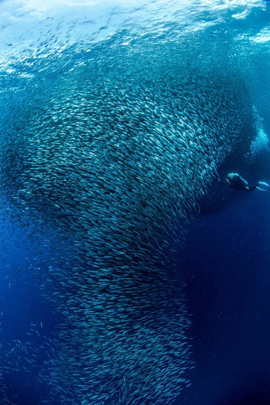 的面积 (珊瑚礁,摄影师@商睿) 此外还有 成群结队的沙丁鱼 (沙丁鱼群