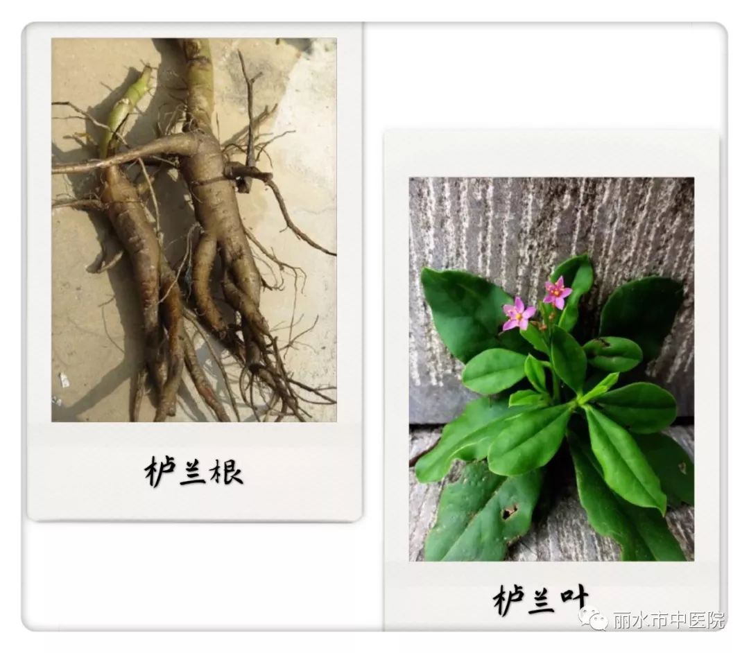 独特的人参栌兰百草团畲药系列之二十七知药知健康识药识初心