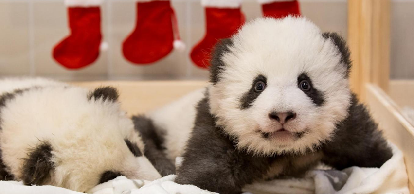 无视乱港分子碰瓷!柏林动物园公开双胞胎熊猫宝宝名字:梦想,梦圆