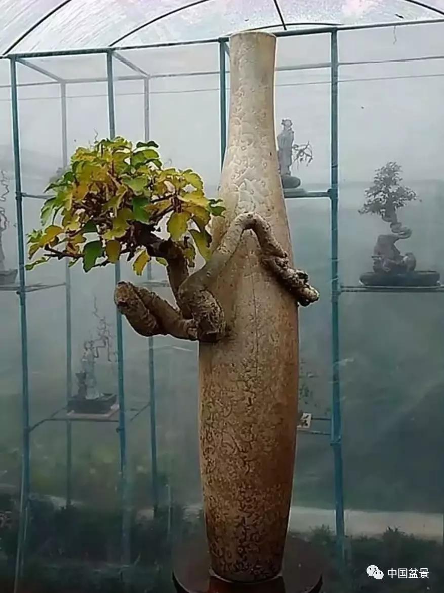 稀奇古怪的附石盆景,构思真巧妙!