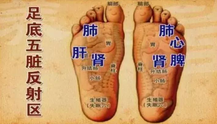 脚底五脏六腑对应图图片