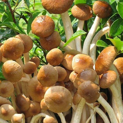 美味的杨树菇,人工栽培要注意什么?