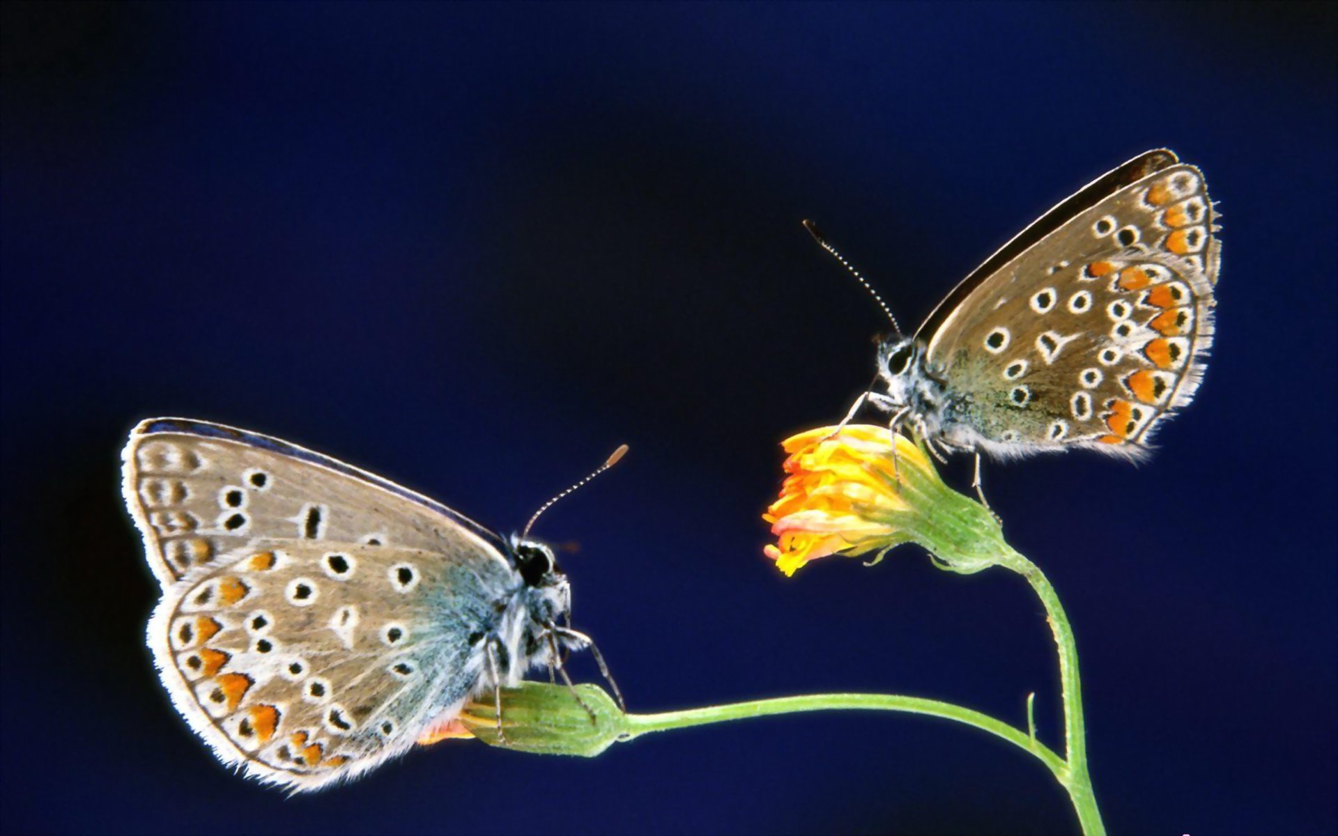 然而,以"帝王"来命名的蛾子,难道是有什么特异功能吗?