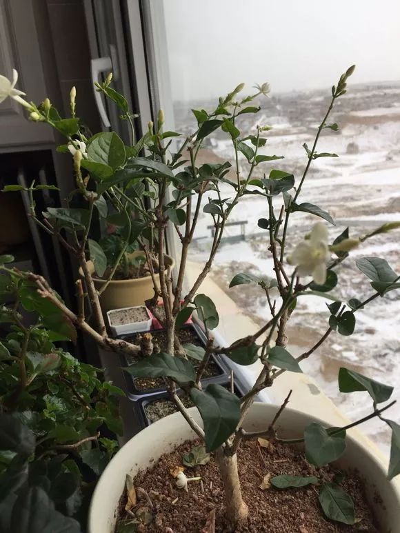 惊艳买来的茉莉开花了在雪景的映衬中真美