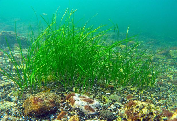 海气浩海求索深蓝中的供氧基地海洋植物