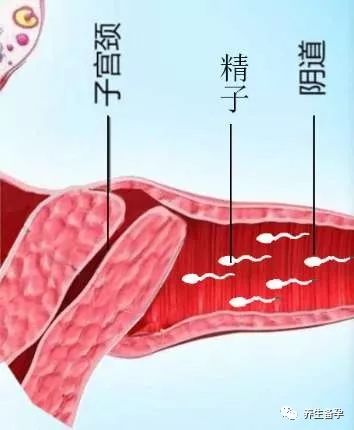 宫颈位置也会影响好孕(有图)