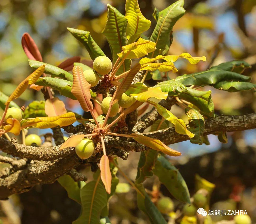 东非超润乳木果脂一触即化的软糯