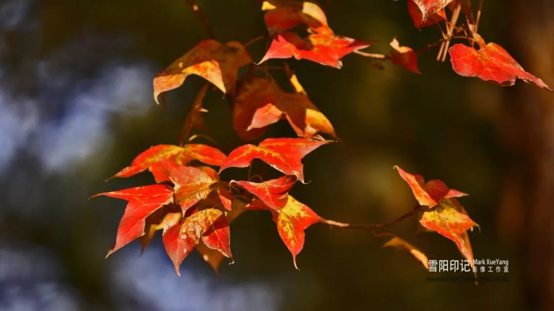 當下,紅楓葉已成為湖南農業大學初冬的一道亮麗的風景,觀賞期內,每天