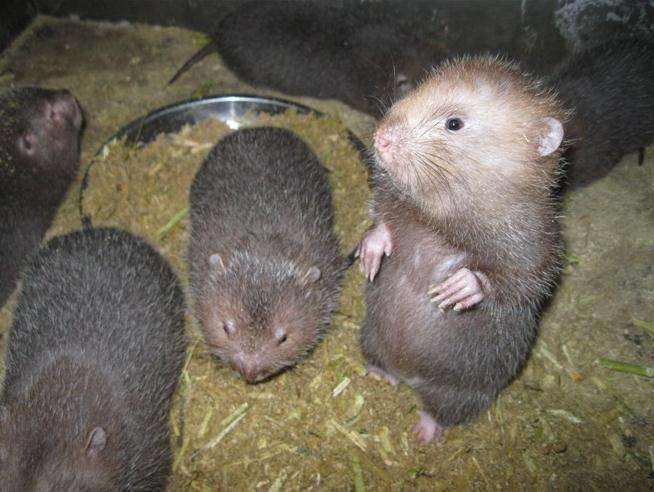 竹鼠市场80元一斤,养殖每天只需5毛钱,半年就能出栏,为啥农民不爱养?