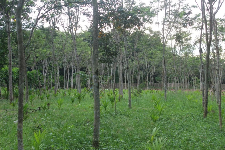 海南黃花梨樹苗毫無疑問,野生海南黃花梨已瀕臨滅絕,種植園是物種數量