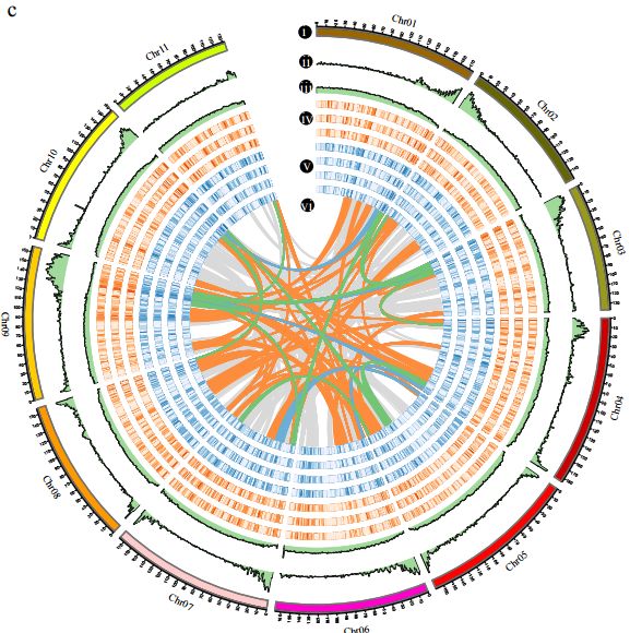 pbj華北理工大學生命科學學院王希胤團隊破譯香菜的高質量基因組序列