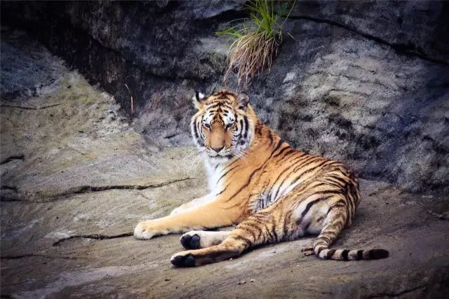 喜欢动物的孩子更不能错过园区里的动物园,与小动物多亲近亲近,很能