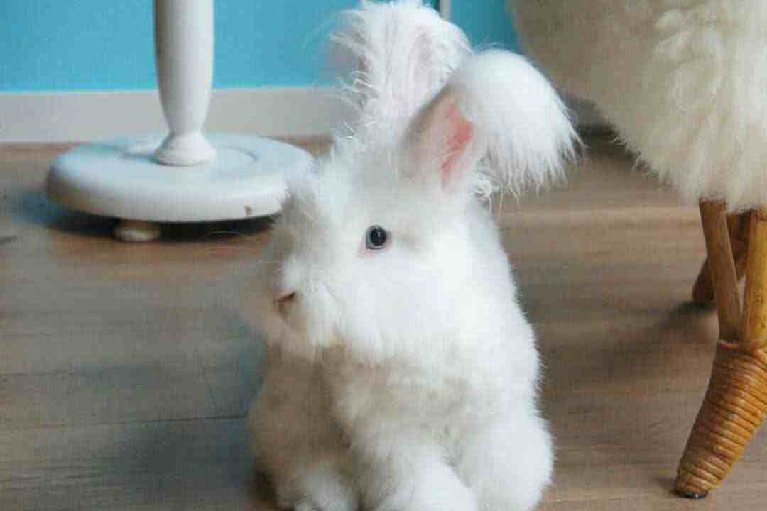 安哥拉兔远看像"鸡毛掸",毛茸茸的超可爱
