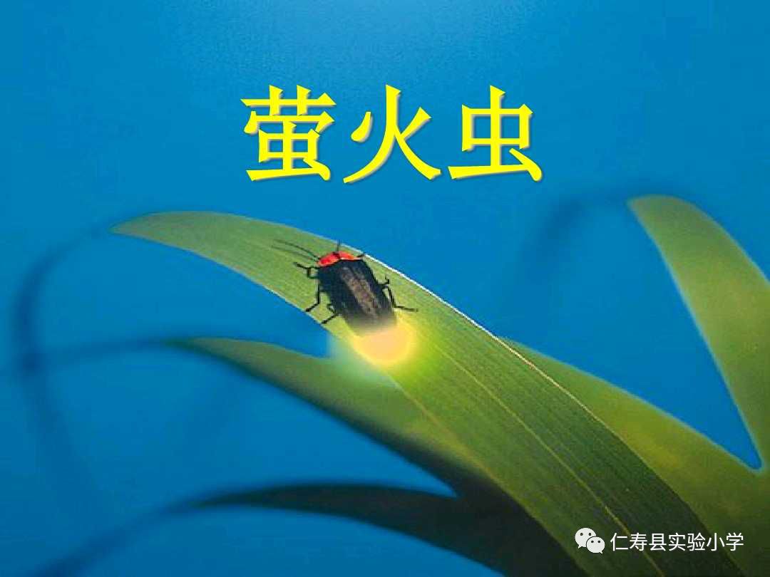 学做小小萤火虫记刘敏老师的萤火虫音乐公开课